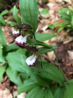 Ram's-head Lady's - Slipper( Cypripedium arietinum) VT 5/26/18