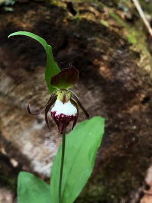 Ram's-head Lady's - Slipper( Cypripedium arietinum) VT 5/26/18