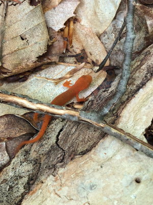 Eastern Red-Spotted Newt (Notophthalmus viridescens) terrestrial stage Red Eft VT 5/26/18