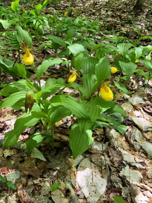 Large Yellow Lady's - Slipper (Cypripedium parviflorum var. pubescens) VT 5/26/18