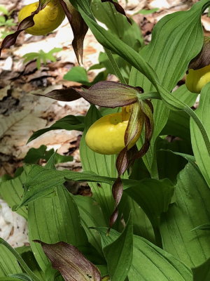 Large Yellow Lady's - Slipper (Cypripedium parviflorum var. pubescens) VT 5/26/18