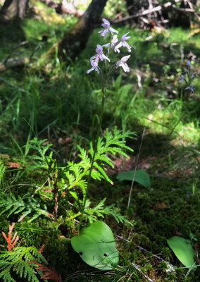 Vermont Orchids 2018