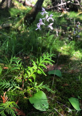 Galearis rotundifolia (Small Round-leaved Orchid) Woodland Bog, Caribou Maine, 7/3/2018