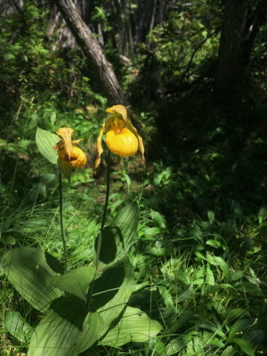 Cypripedium parviflorum var. pubescens (Large Yellow Lady's-slipper) Past-prime blooms. Woodland Bog, Caribou Maine, 7/3/2018