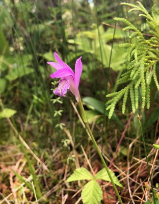 Arethusa bulbosa (Dragon-mouth) Lac des Joncs fen 7/4/2018