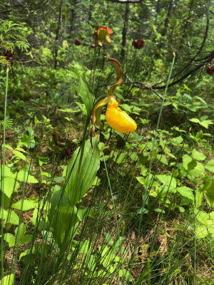 Cypripedium parviflorum var. pubescens (Large Yellow Lady's-slipper) Lac des Joncs fen 7/4/2018