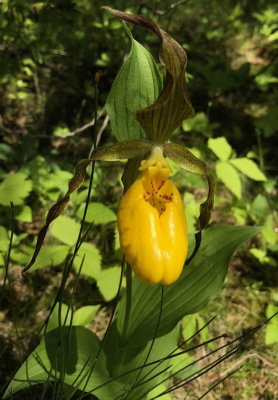 Cypripedium parviflorum var. pubescens (Large Yellow Lady's-slipper) note the unusual placenLac des Joncs fen 7/4/2018