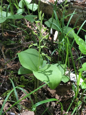 Neottia convallarioides (Broad-lipped Twayblade) Lac des Joncs fen 7/4/2018 