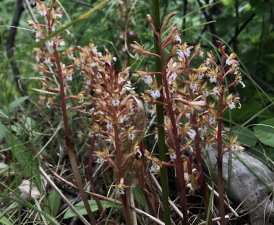 Corallorhiza maculata var.occidentalis (Western Spotted Coralroot) Bic Provincial Park, Quebec 7/4/2018 