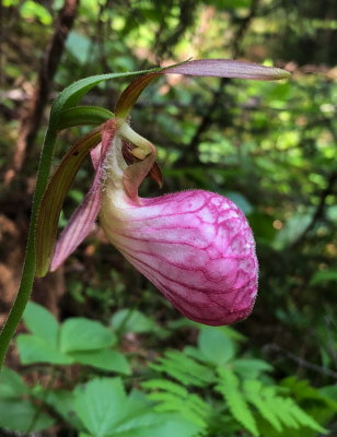 Cypripedium acaule (Pink Lady's-slipper) Park National de la Gaspesie, Quebec 7/5/2018