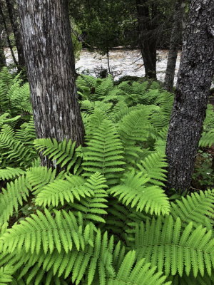 Osmundia cinnamomea (Cinnamon Fern) Park National de la Gaspesie 7/5/2018