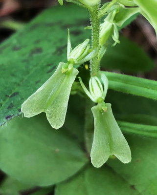 Neottia x veltmanii (a hybrid between N. convallarioides and N. auriculata) Park National de la Gaspesie 7/5/2018