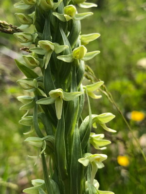 Platanthera aquilonis (Northern Green Bog Orchid) growing next to the N. veltmanii. Park National de la Gaspesie 7/5/2018