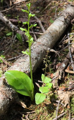 Neottia cordata (Heart-Leaved Twayblade) w. Platanthera obtusata (Blunt-Leaf Rein orchid) Bonaventure Island, Quebec 7/8/2018 