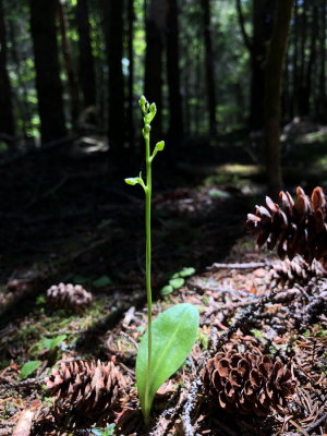 Platanthera obtusata (Blunt-Leaf Rein orchid) Bonaventure Island, Quebec 7/8/2018 
