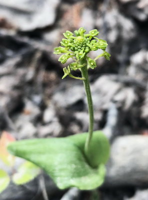 Malaxis unifolia (White Adder's -Mouth) Bic Provincial Park, Quebec 7/4/2018