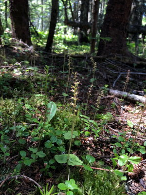Neottia cordata (Heart-Leaved Twayblade) w. Platanthera obtusata (Blunt-Leaf Rein orchid) Bonaventure Island, Quebec 7/8/2018