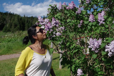 Jackie luxuriating in the fragrance of blooming lilacs in July. 7/8/2018