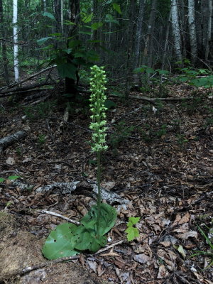 Platanthera orbiculata (Pad-leaved Orchid) a massive gaurdian of the forest. Hautes Gorges National Park 7/12/2018 
