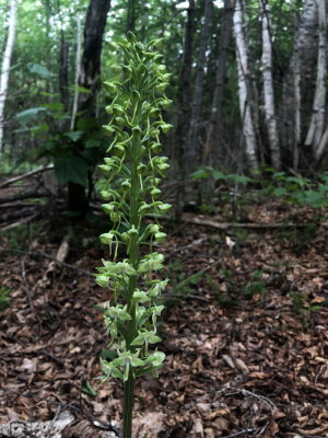 Platanthera orbiculata (Pad-leaved Orchid) The floral raceme was as long as my arm. Hautes Gorges National Park 7/12/2018