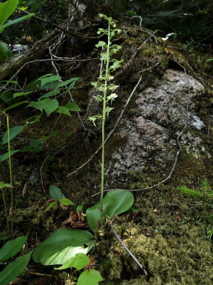 Platanthera orbiculata (Pad-leaved Orchid) a more typical size specimen. Hautes Gorges National Park 7/12/2018