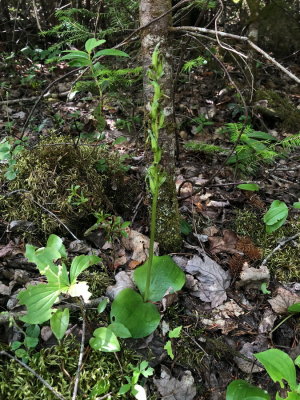 Platanthera hookeri (Hooker's Orchid) past-prime specimen. Hautes Gorges National Park 7/12/2018 