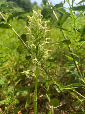 Platanthera lacera (Ragged Fringed Orchid)  Sylvain Beausejour's property. Sainte-Mélanie, Quebec 7/13/2018