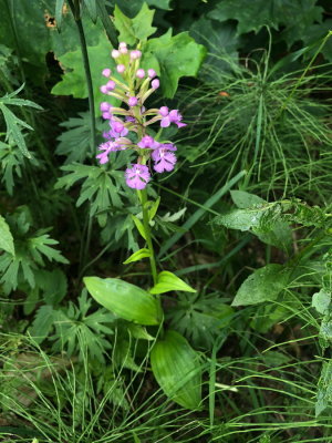 Platanthera psycodes (Small Purple Fringed orchid) Sainte-Mélanie, Quebec 7/14/2018