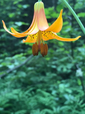 Lilium canadense (Canada Lily) Parc Régional des Chutes Monte à Peine et des Dalles, Quebec 7/14/2018