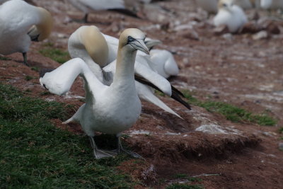 Close-up of a Northern Gannet (Morus bassanus) The colony numbers at least 160,000 birds! 