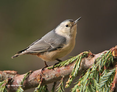 White-breasted Nuthatch