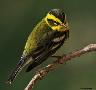 Townsend's Warbler