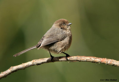 Bushtit