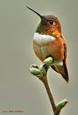 Rufous Hummingbird