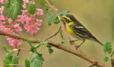 Townsend's Warbler male