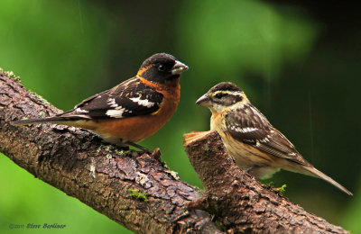 Black-headed Grosbeak pair 5-13-17