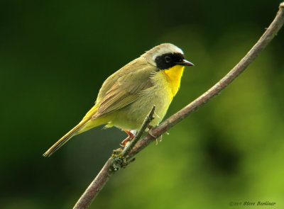 Commom Yellowthroat