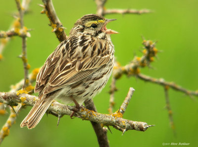 Savannah Sparrow