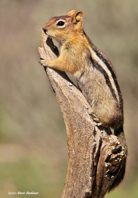 Golden-mantled ground squirrel