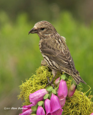 Red Crossbill  foxglove