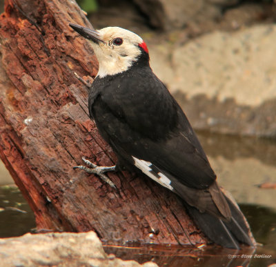 White-headed Woodpecker - male