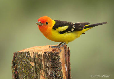 Western Tanager