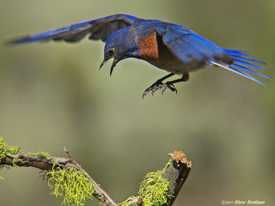 Western Bluebird