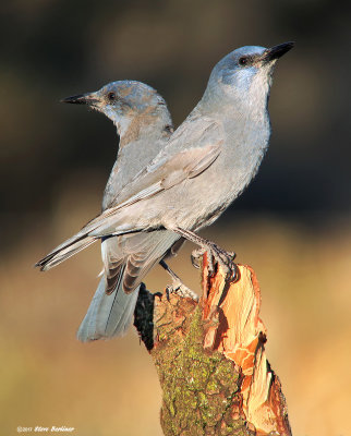 Pinyon Jays