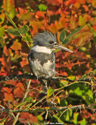 Belted Kingfisher, male