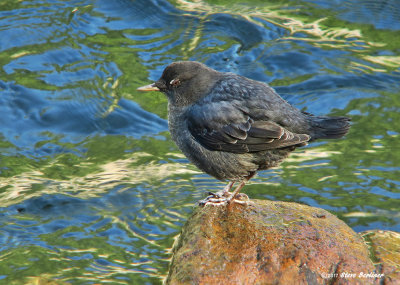 American Dipper