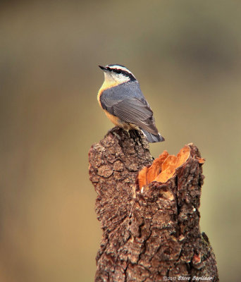 Red-breasted Nuthatch