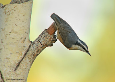 Red-breaseted Nuthatch