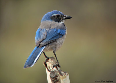 Western Scrub Jay