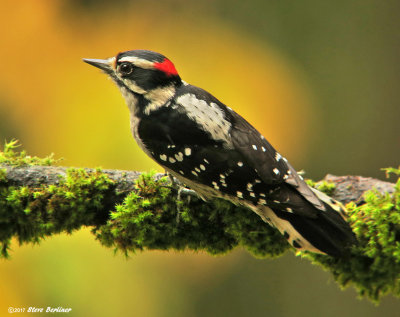 Downy Woodpecker